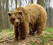 Ursus-arctos.gif